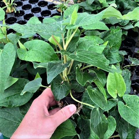 Saururus cernuus in pot